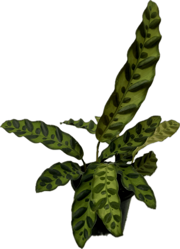 4" Calathea Lancifolia