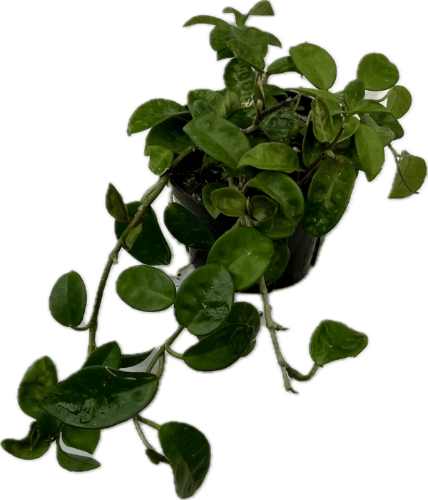 6" Hoya Krinkle
