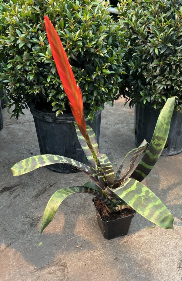 4" Bromeliad Splenrite (Tiger)