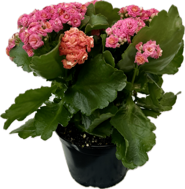 6" Kalanchoe - Image 2