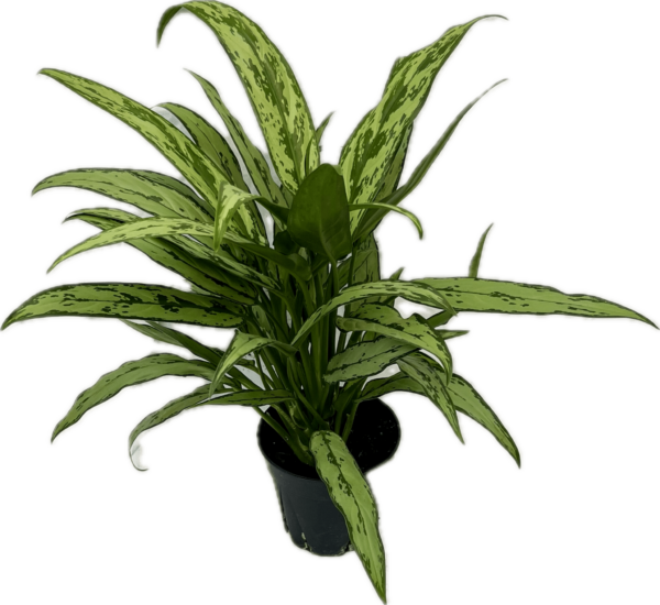6" Aglaonema Cutlass