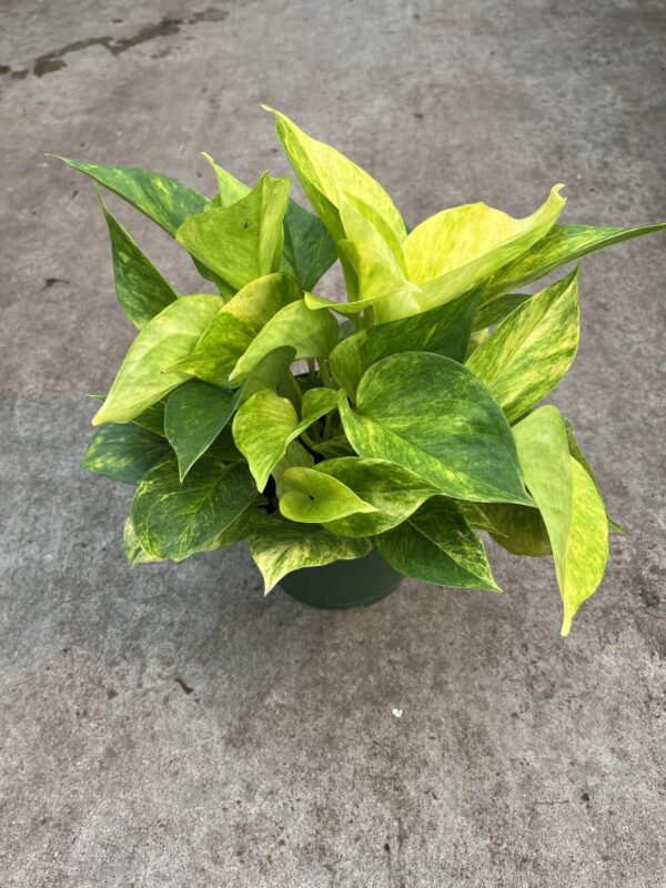 6" Pothos Sun Queen Tub