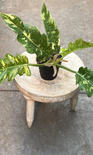 4" Philodendron Ring of Fire