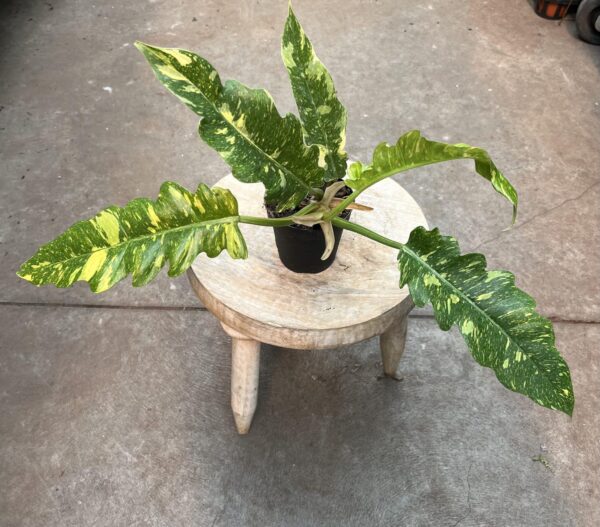 4" Philodendron Ring of Fire