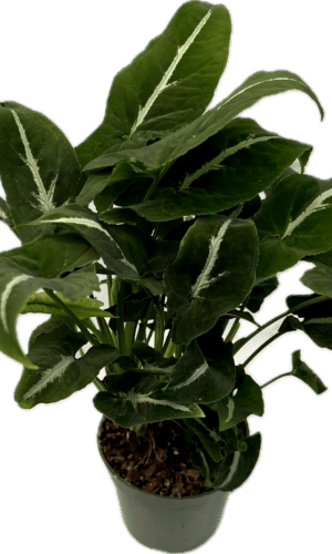 4" Syngonium Wenlanii
