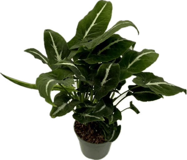 4" Syngonium Wenlanii