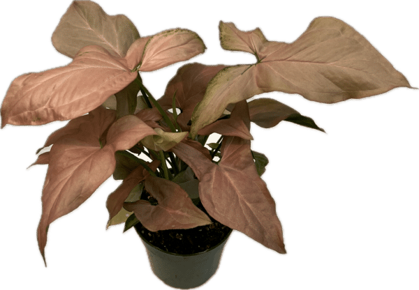 4" Syngonium Pink Perfection