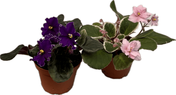 4" Violet ( Harmony )