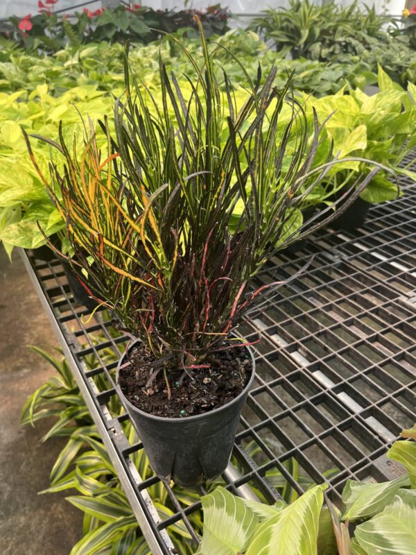 6" Croton Picasso