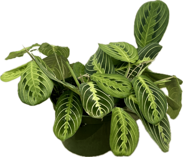 6" Maranta Lemon