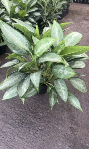 8" Aglaonema Silverado