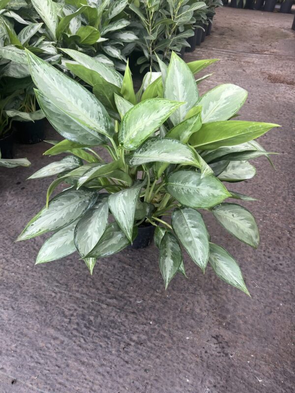 8" Aglaonema Silverado
