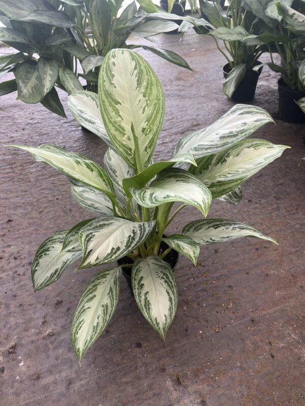 6" Aglaonema Silver Bay