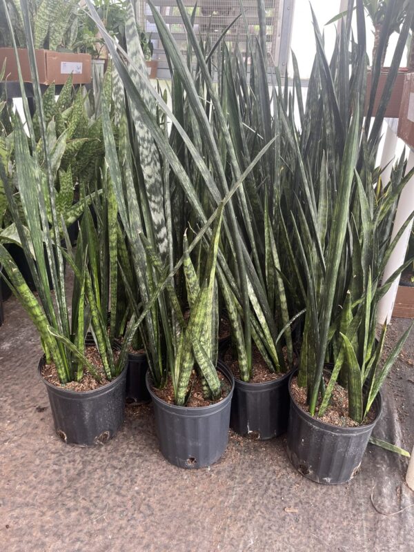 8" Sansevieria Snake Skin