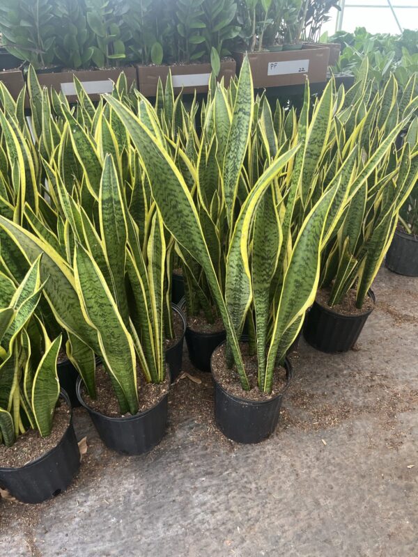 8" Sansevieria Superba Laurentii