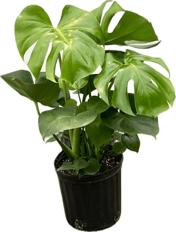 8" Split Leaf