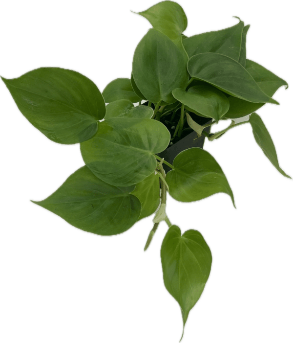 3" Philodendron