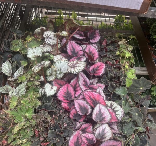 2" Begonia Assorted