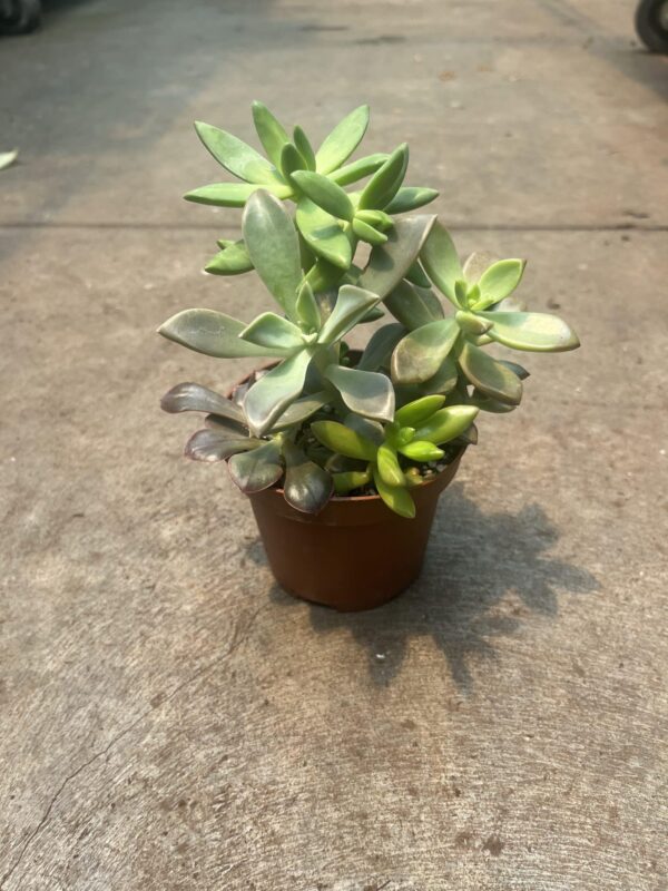 4" Succulent Combo
