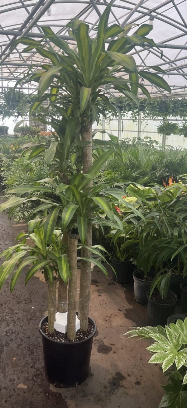 14” Mass Cane 5432