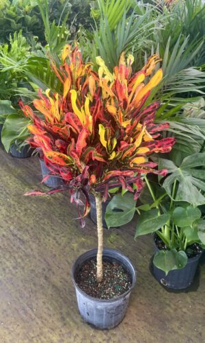 10" Croton Mammy (Tree)