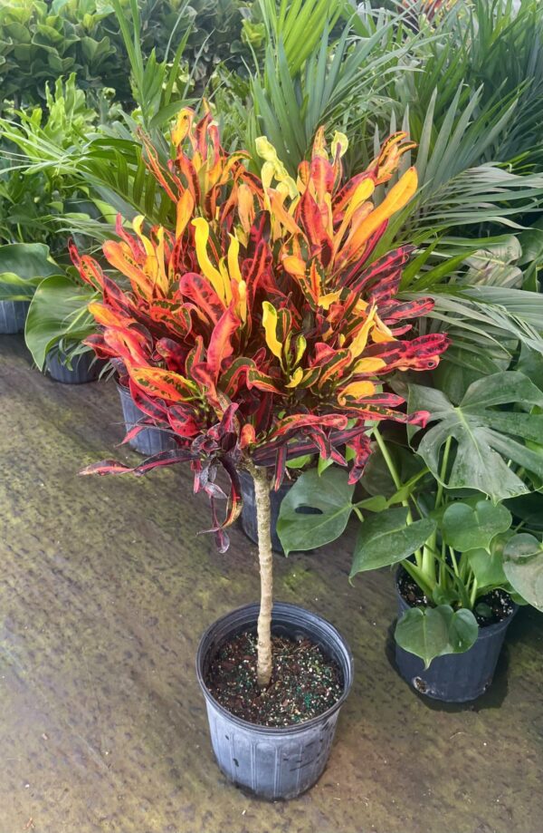 10" Croton Mammy (Tree)