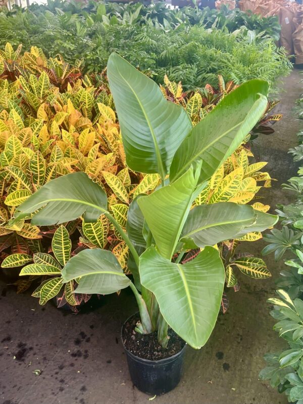 10" Bird of Paradise White