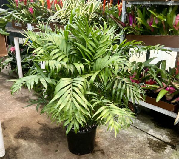 10" Palm Neanthe Bella