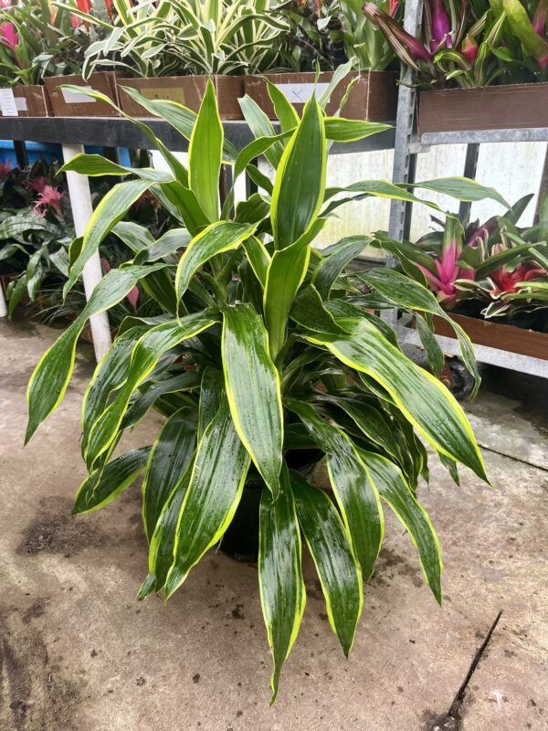 10" Dracaena Art