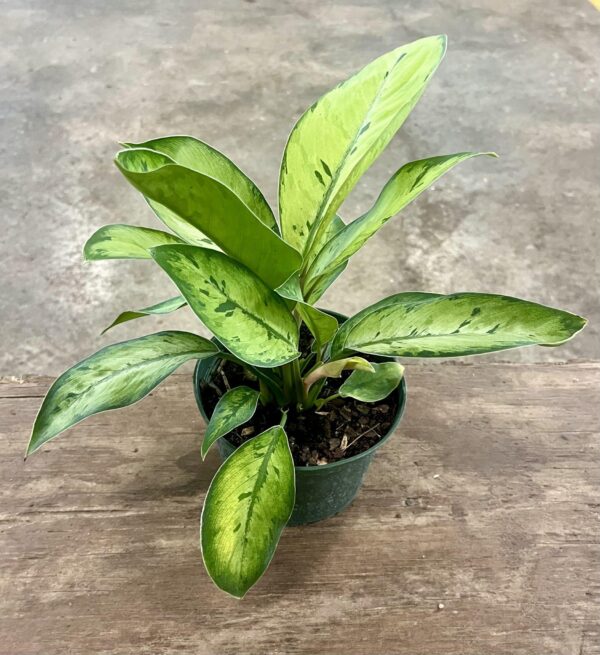 6" Homalomena Shelby