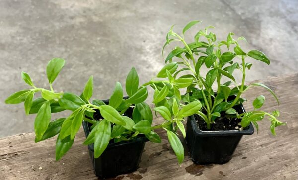3" Goldfish Plant