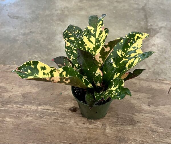 4" Croton Magnificent