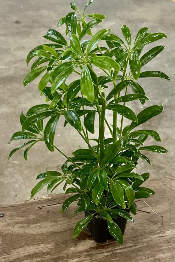 3" Arb