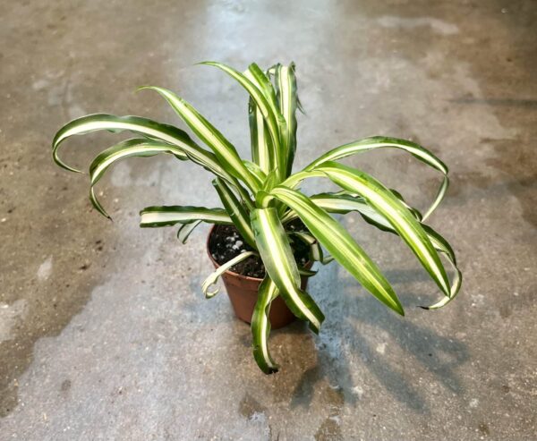 2" Spider Plant