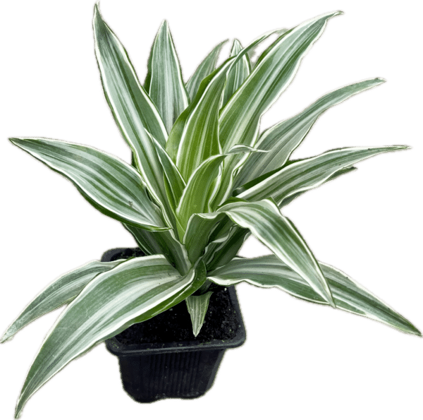 3" Warneckii Compacta