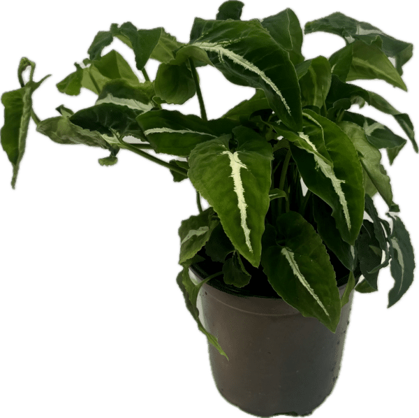 4" Syngonium Wenlanii - Image 2