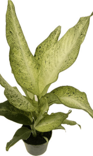 4" Dieffenbachia Camouflage