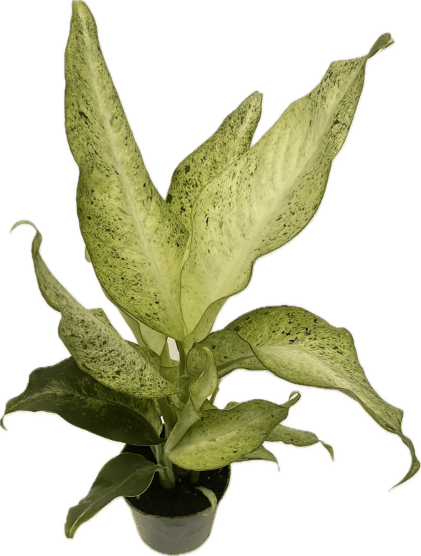 4" Dieffenbachia Camouflage