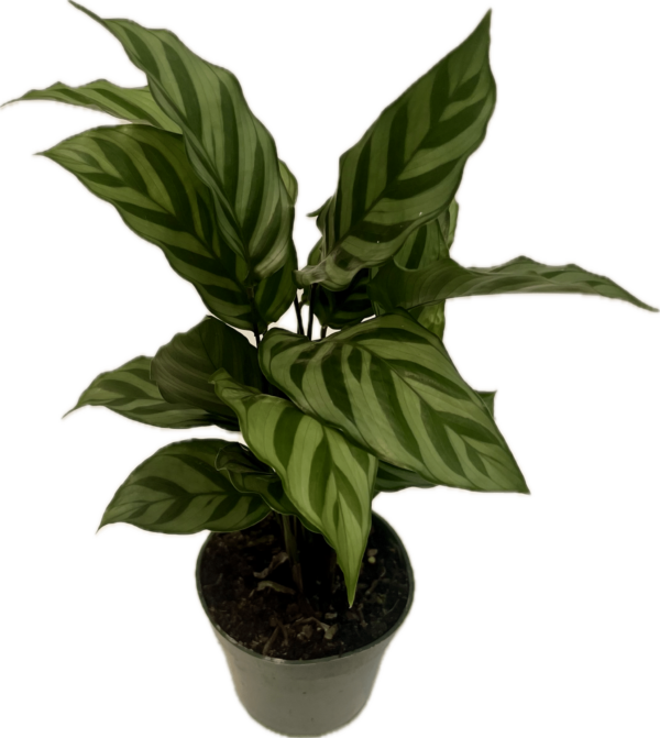 4" Calathea Freddie
