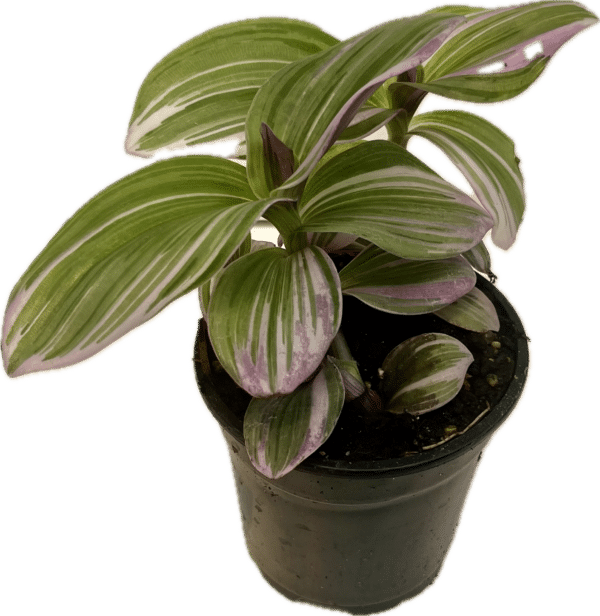 4" Tradescantia Bubblegum