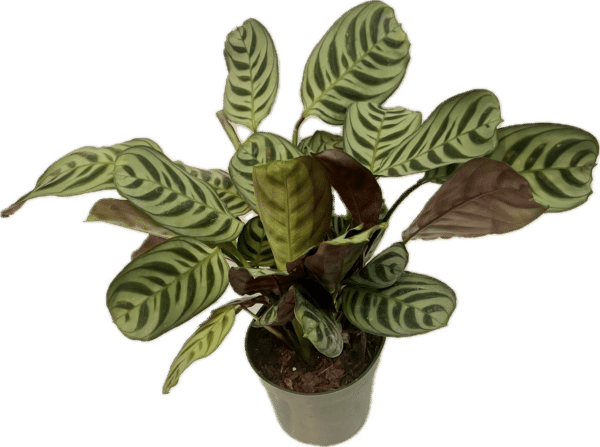4" Calathea Burle Marx