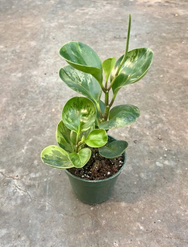 4" Peperomia Marble