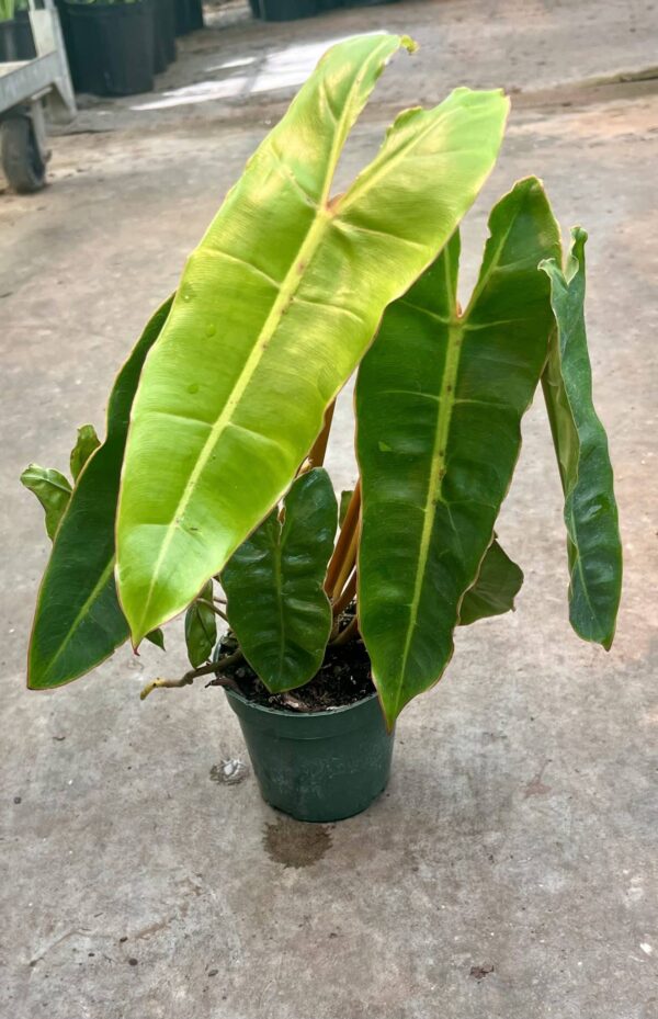 4" Philodendron Billietiae