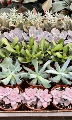 4" Succulent