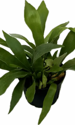6" Fern Staghorn