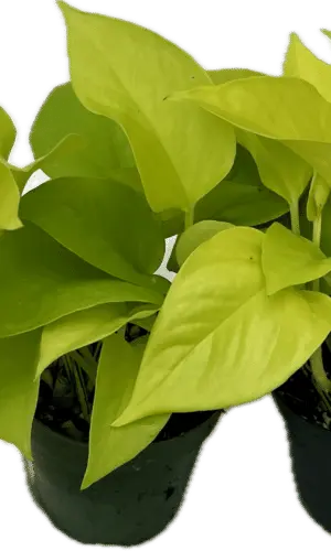 4" Pothos Neon