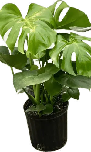 8" Split Leaf