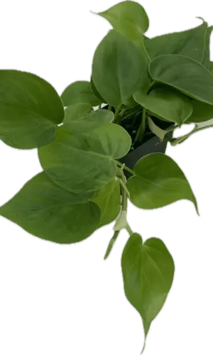 3" Philodendron