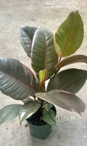 4" Rubber Ruby