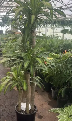 14” Mass Cane 5432